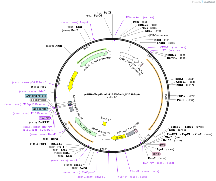 100279-plasmid-map-sequence-id-193858