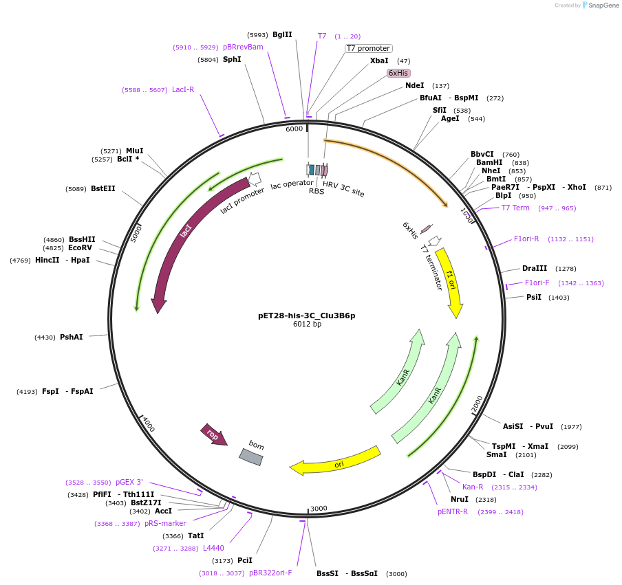 100093-plasmid-map-sequence-id-193872