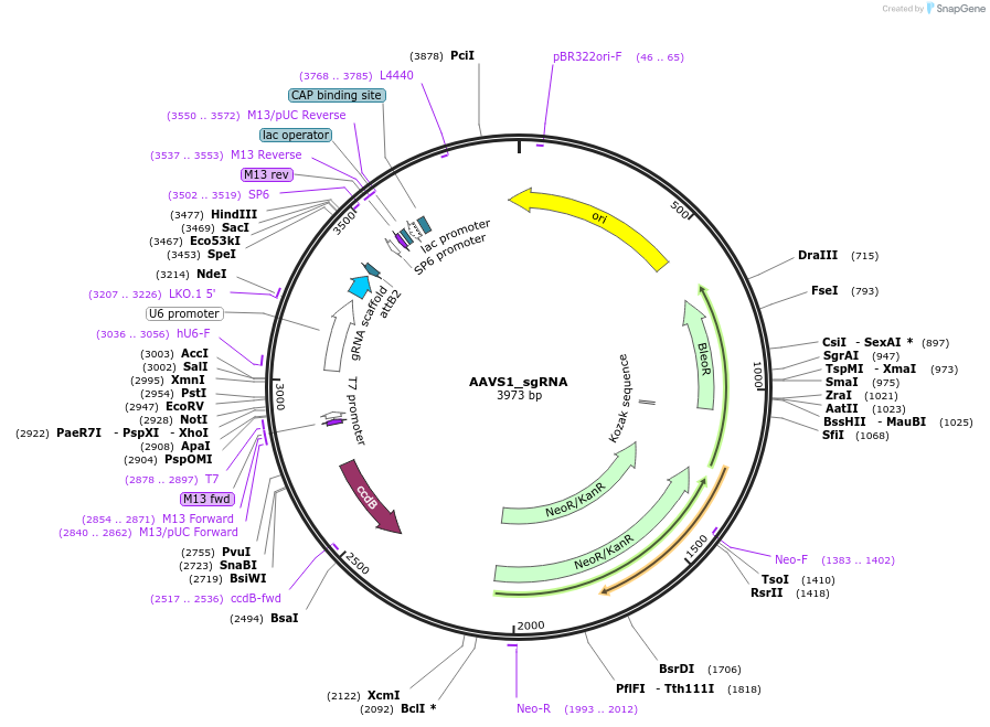 100554-plasmid-map-sequence-id-193873