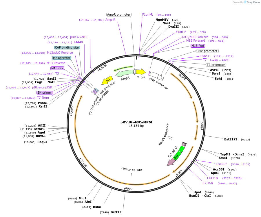 98035-plasmid-map-sequence-id-193879