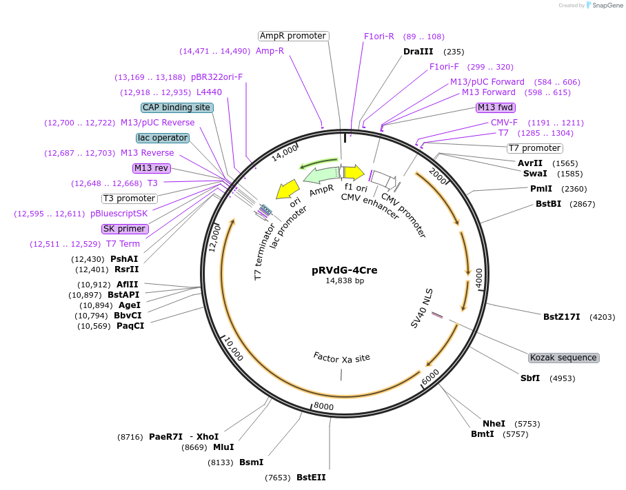 98034-plasmid-map-sequence-id-193880