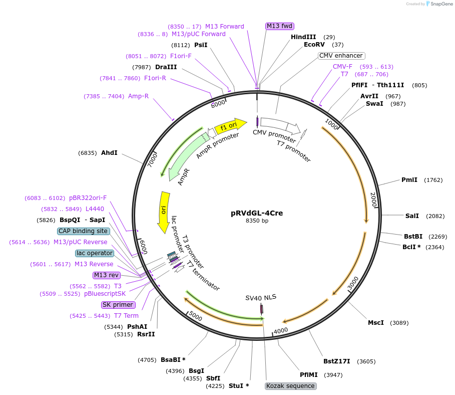 98039-plasmid-map-sequence-id-193882