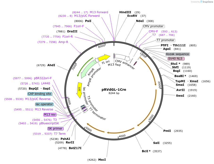 98038-plasmid-map-sequence-id-193884