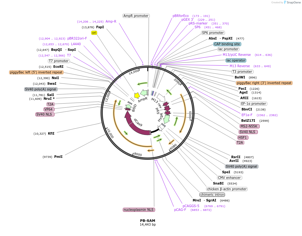 102559-plasmid-map-sequence-id-193885
