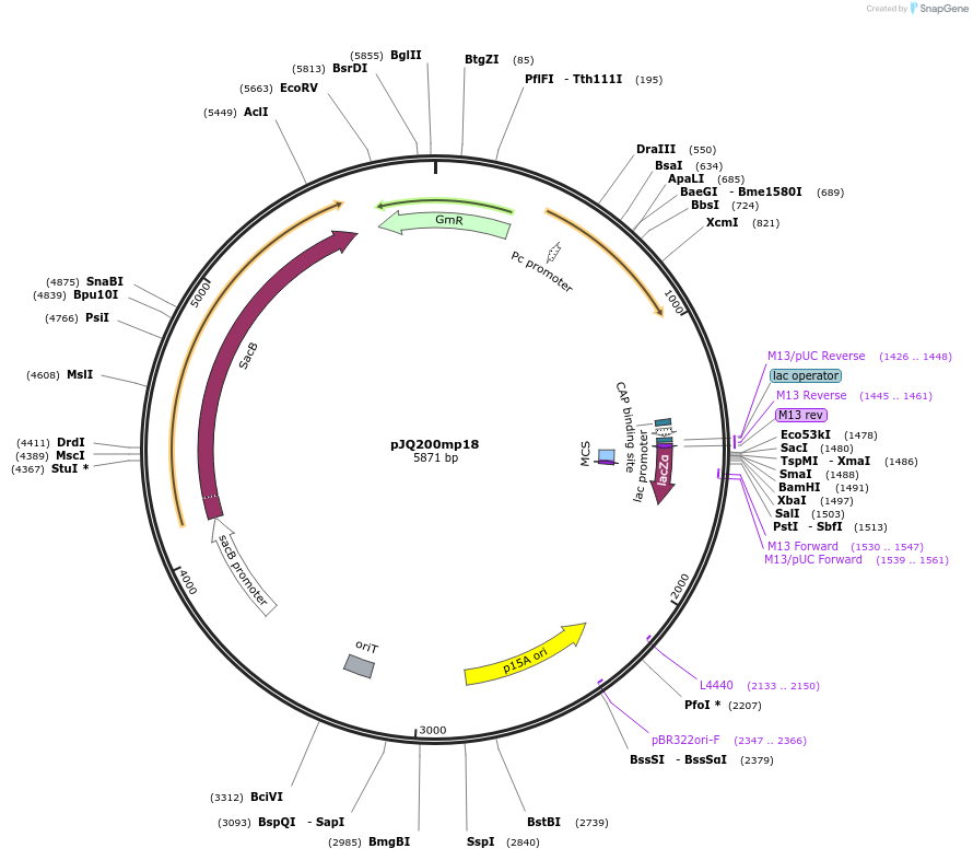 78500-plasmid-map-sequence-id-193889