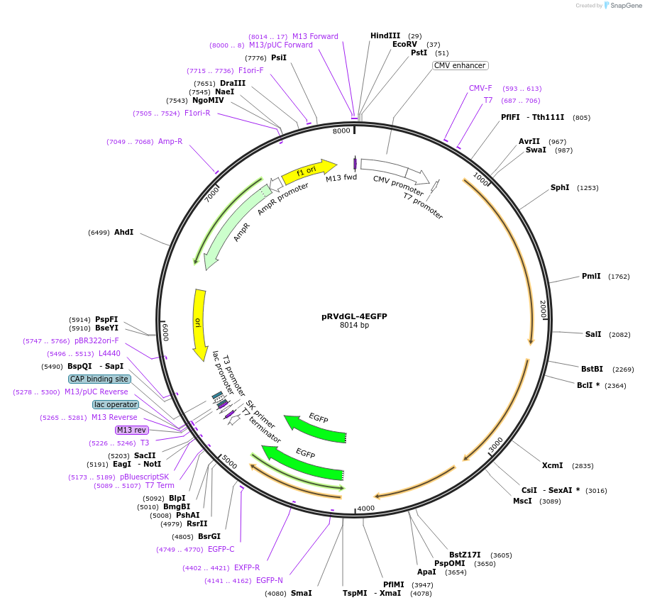 98037-plasmid-map-sequence-id-193890