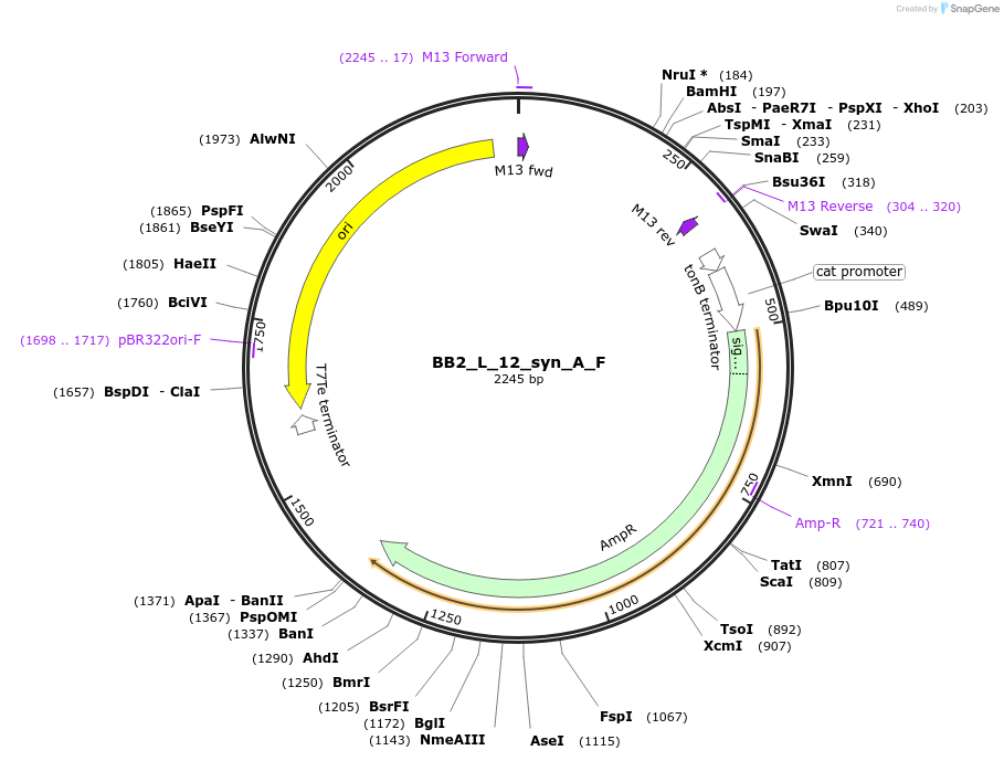 90272-plasmid-map-sequence-id-193896