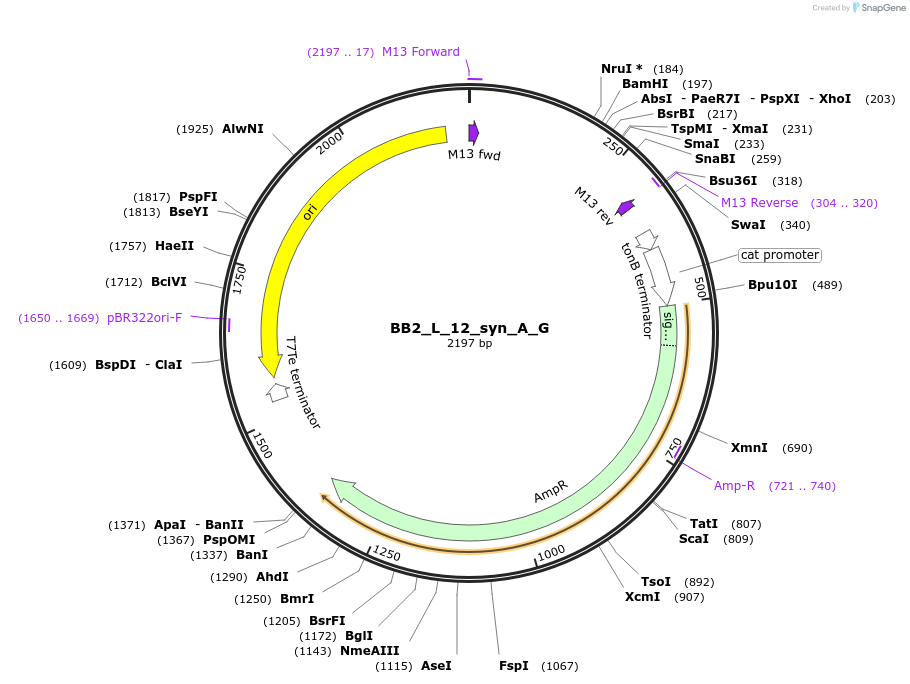 90273-plasmid-map-sequence-id-193898