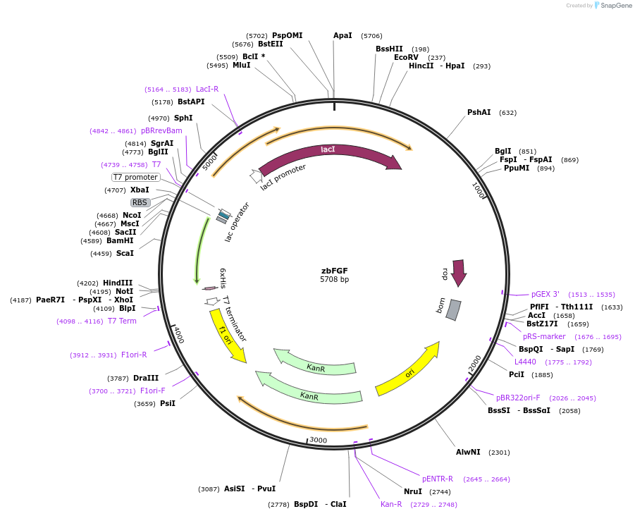 12309-plasmid-map-sequence-id-193938