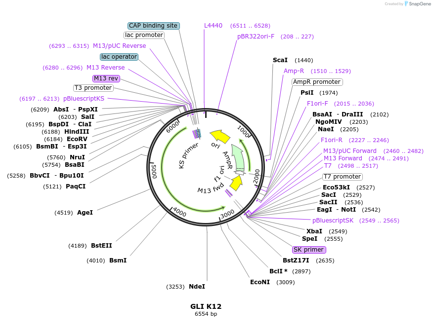16419-plasmid-map-sequence-id-193940