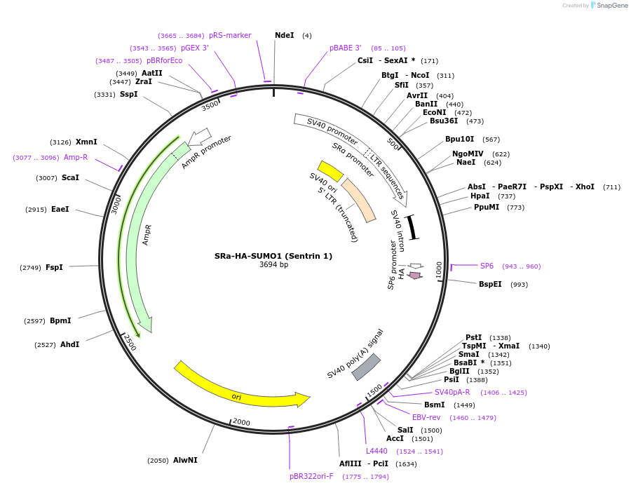 17359-plasmid-map-sequence-id-193945
