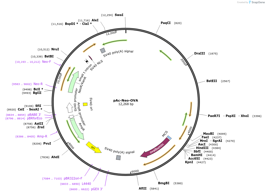 22533-plasmid-map-sequence-id-193957