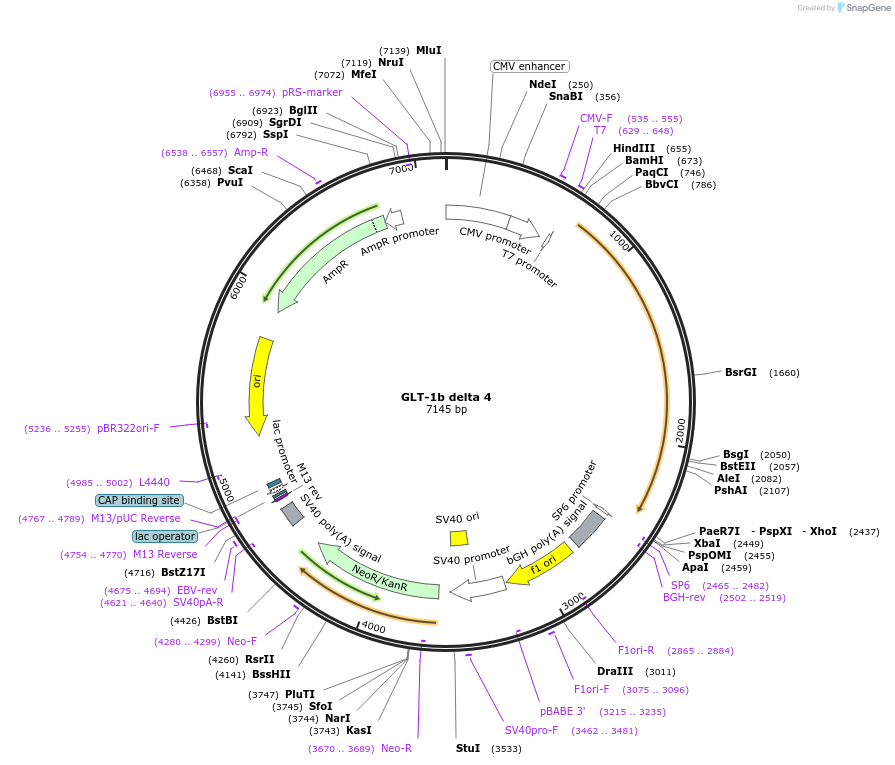 98707-plasmid-map-sequence-id-193958