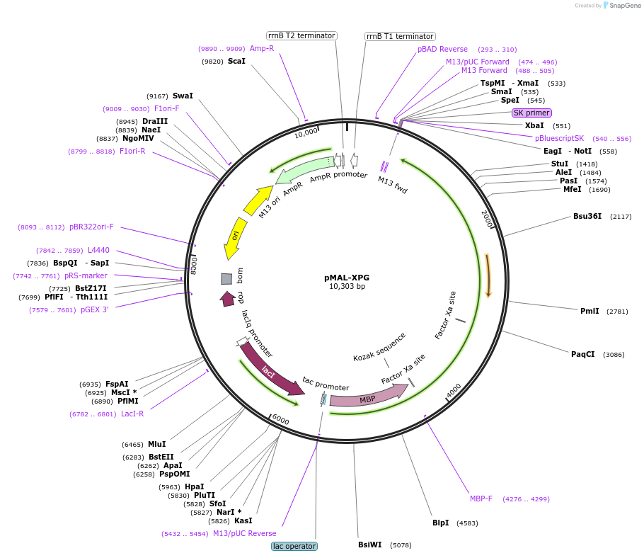 39215-plasmid-map-sequence-id-193959