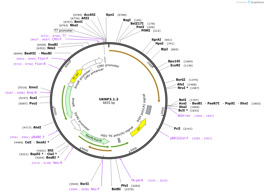 98215-plasmid-map-sequence-id-193960