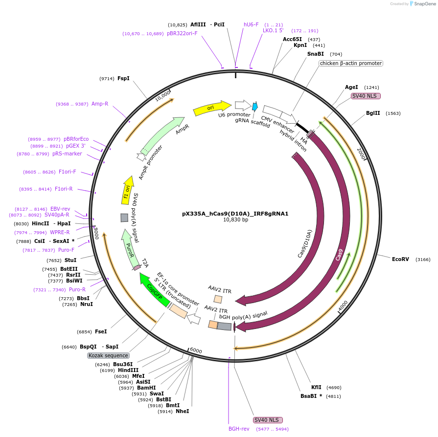 89719-plasmid-map-sequence-id-193976