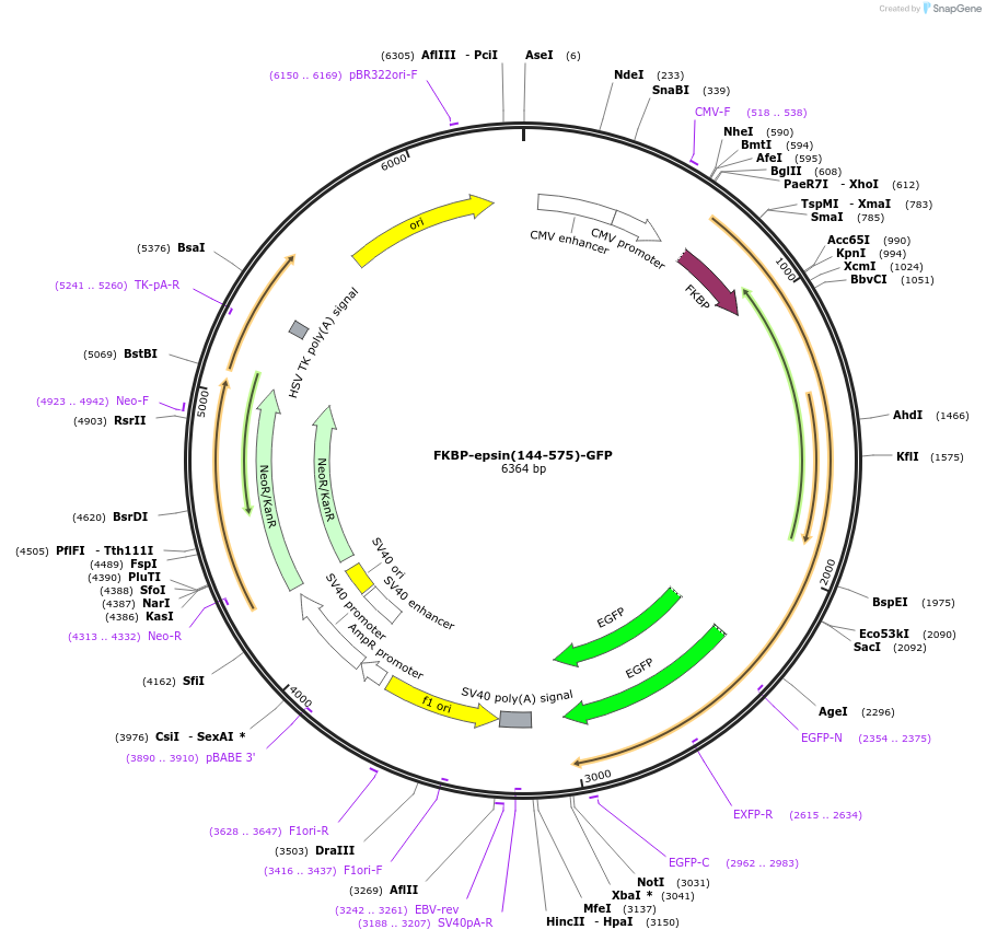 100733-plasmid-map-sequence-id-193978