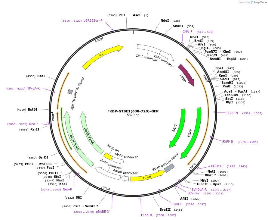 100735-plasmid-map-sequence-id-193983