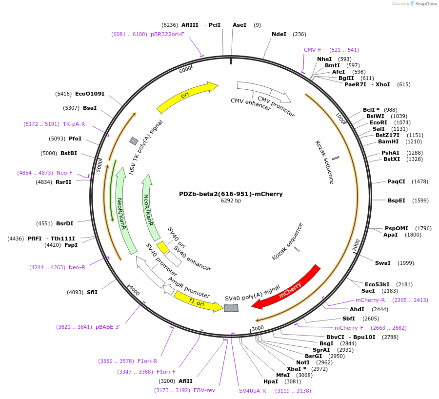 100736-plasmid-map-sequence-id-193984
