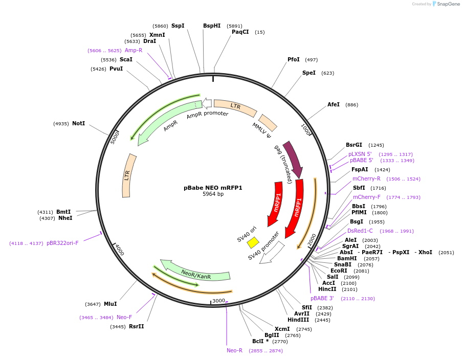 98397-plasmid-map-sequence-id-193994