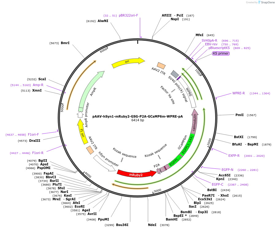 51473-plasmid-map-sequence-id-193997