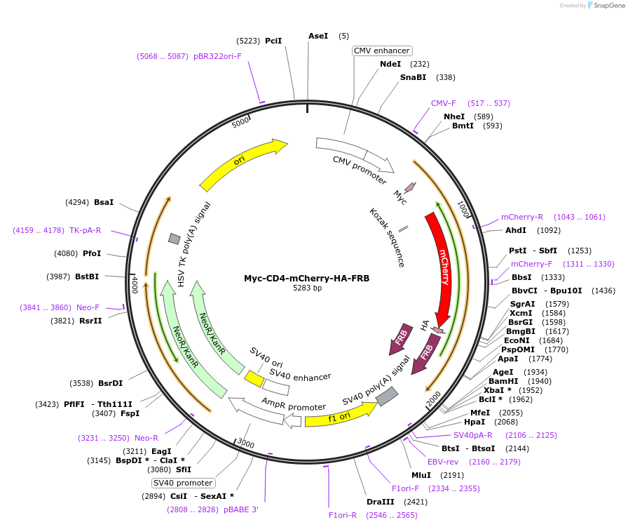 100740-plasmid-map-sequence-id-194001