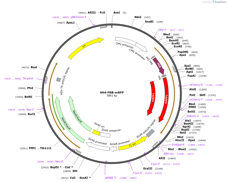 100741-plasmid-map-sequence-id-194007