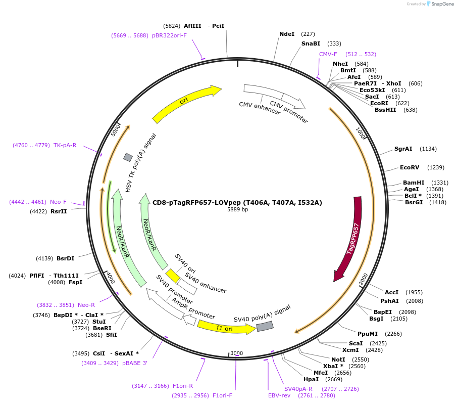 100742-plasmid-map-sequence-id-194015