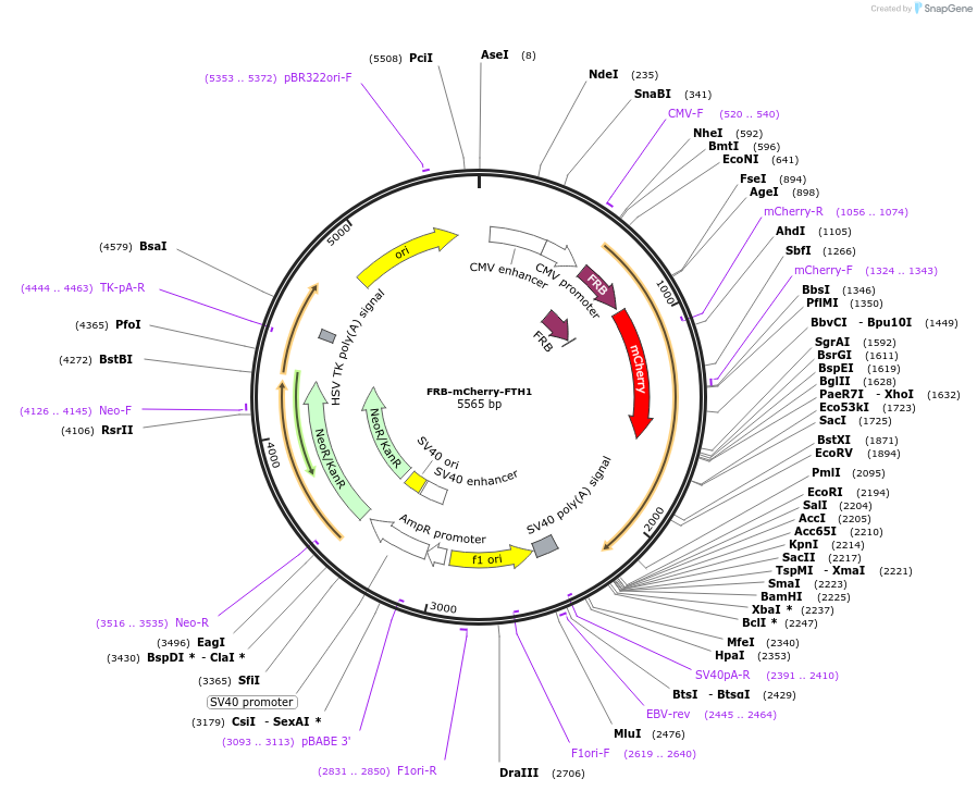 100749-plasmid-map-sequence-id-194021