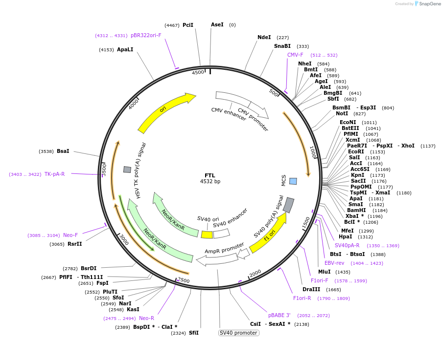 100750-plasmid-map-sequence-id-194022