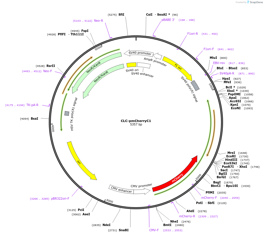 27680-plasmid-map-sequence-id-194027