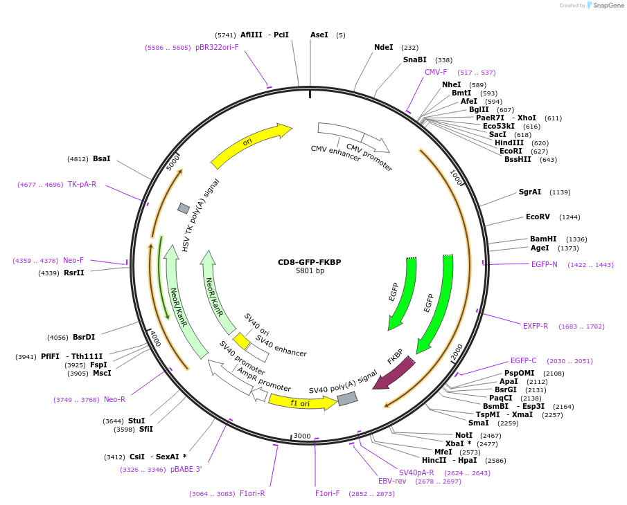 100751-plasmid-map-sequence-id-194049