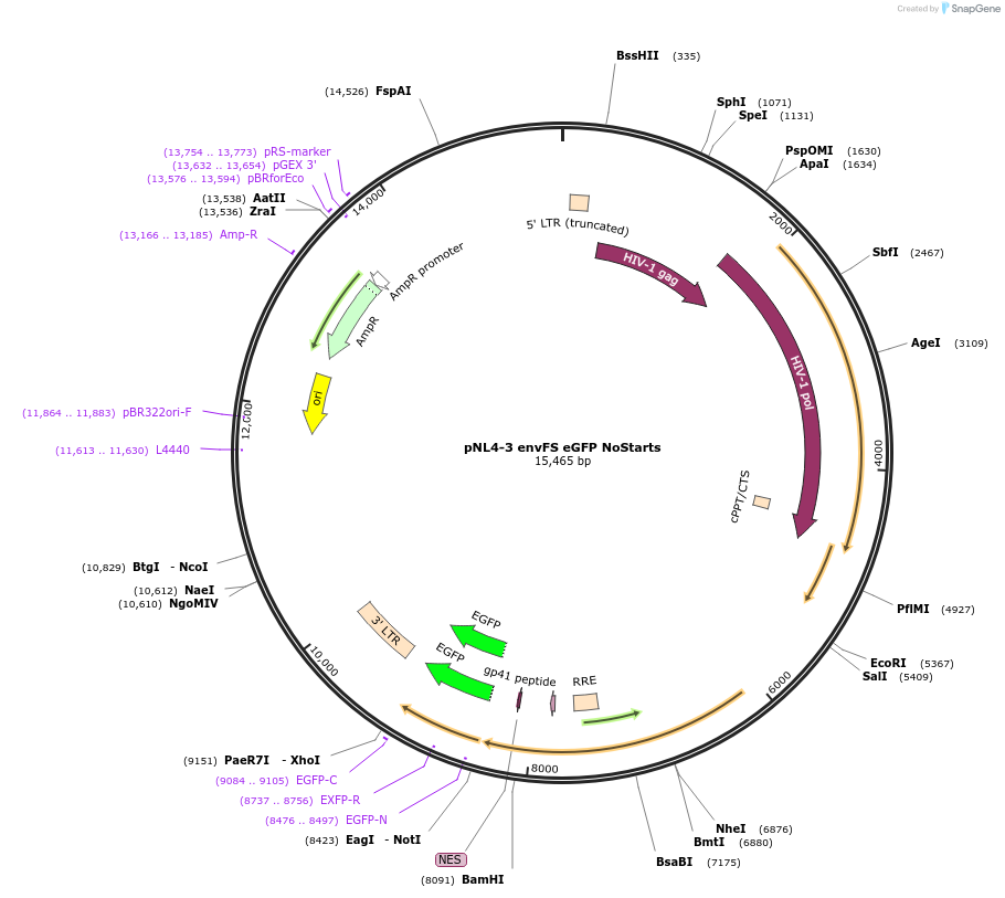 101342-plasmid-map-sequence-id-194050