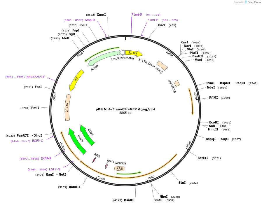 101343-plasmid-map-sequence-id-194063