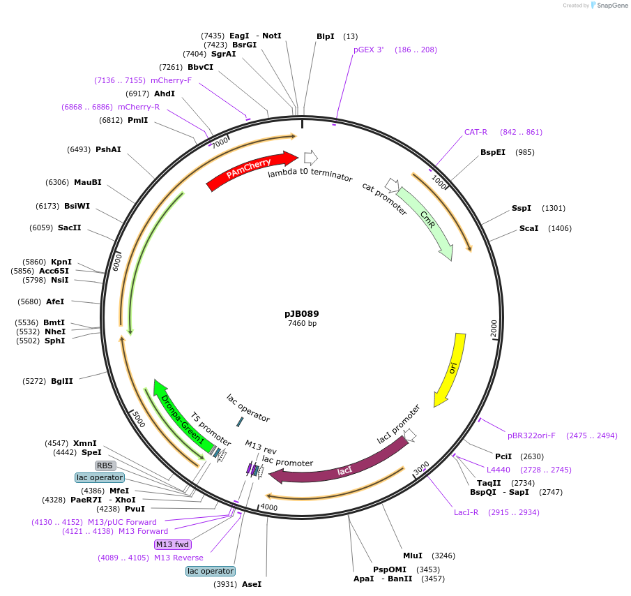 98914-plasmid-map-sequence-id-194066