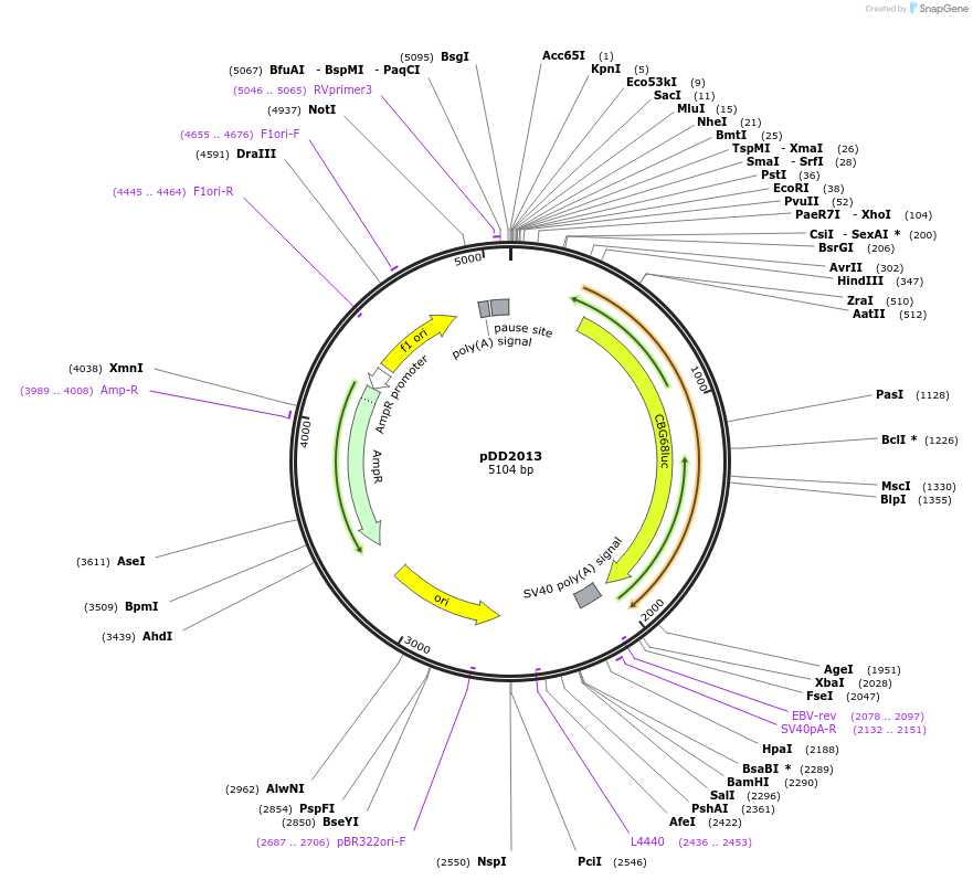 101364-plasmid-map-sequence-id-194070