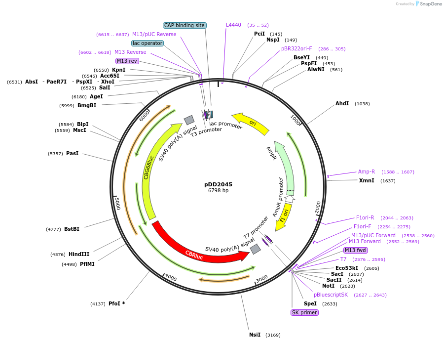 101379-plasmid-map-sequence-id-194080