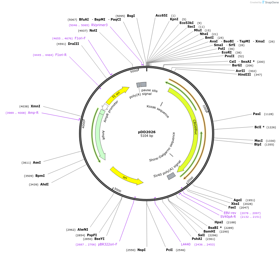 101369-plasmid-map-sequence-id-194097