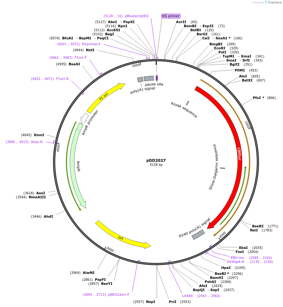 101370-plasmid-map-sequence-id-194098