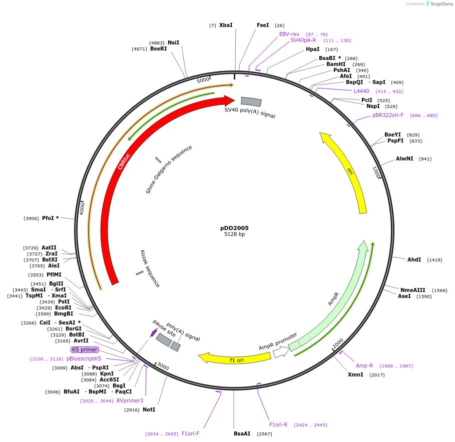 101219-plasmid-map-sequence-id-194129