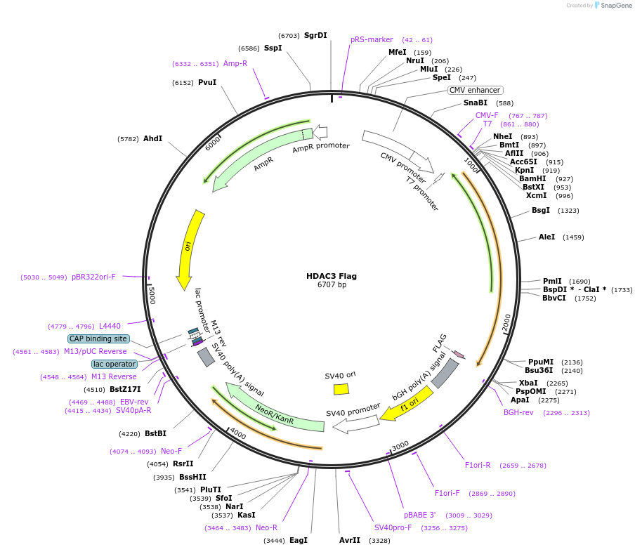 13819-plasmid-map-sequence-id-194132