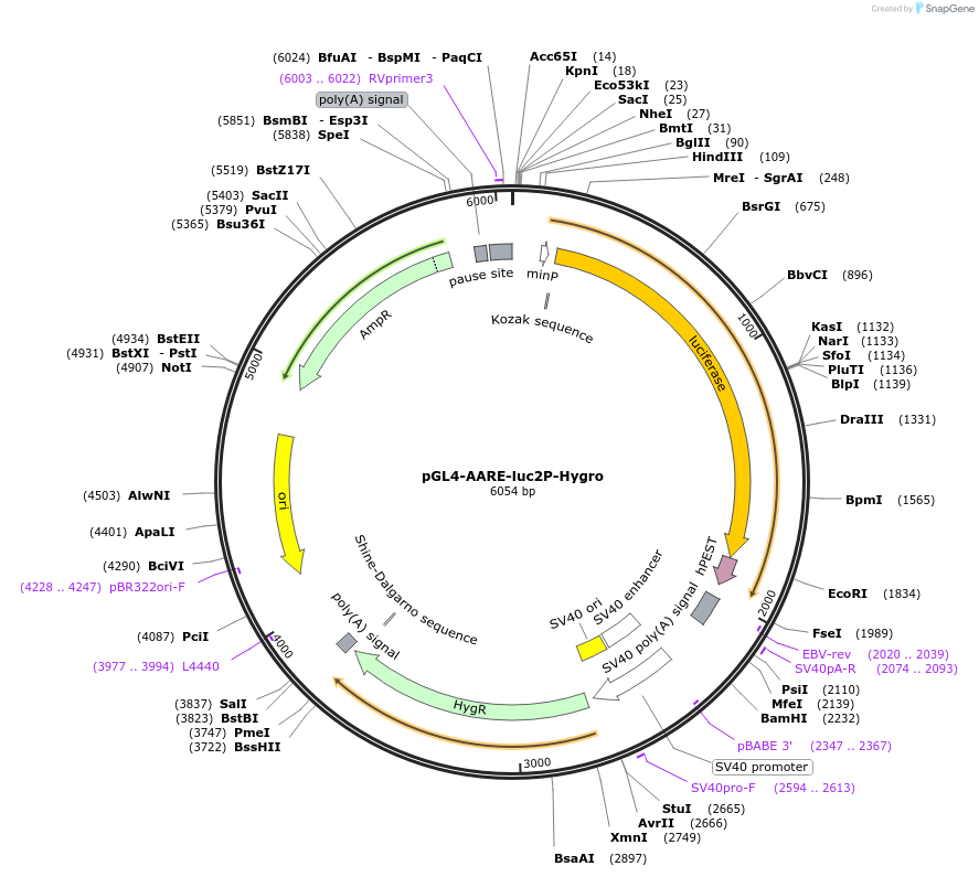 101787-plasmid-map-sequence-id-194135