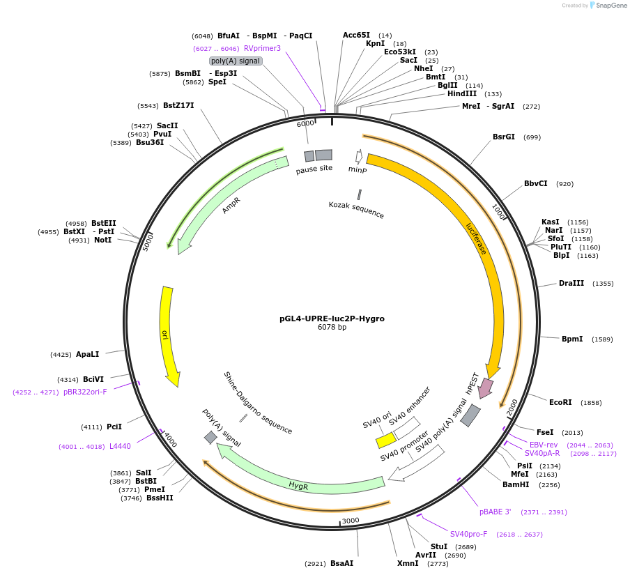 101788-plasmid-map-sequence-id-194141