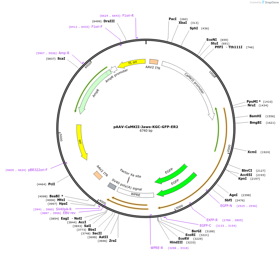 65015-plasmid-map-sequence-id-194144