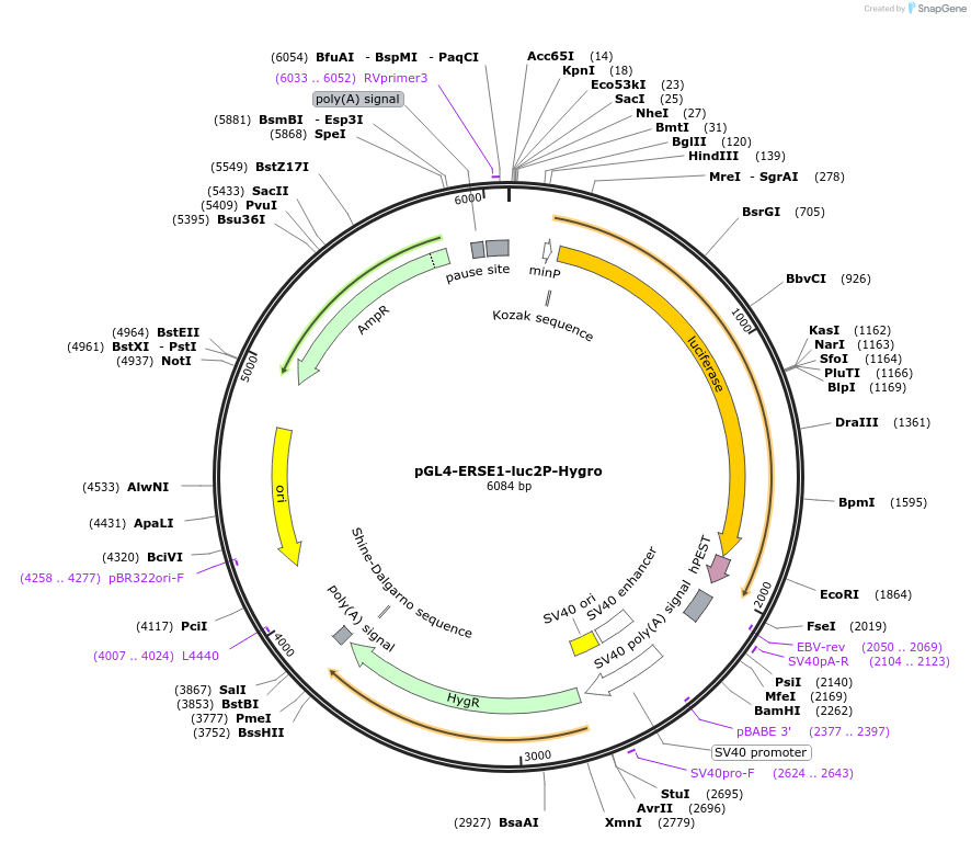 101789-plasmid-map-sequence-id-194146