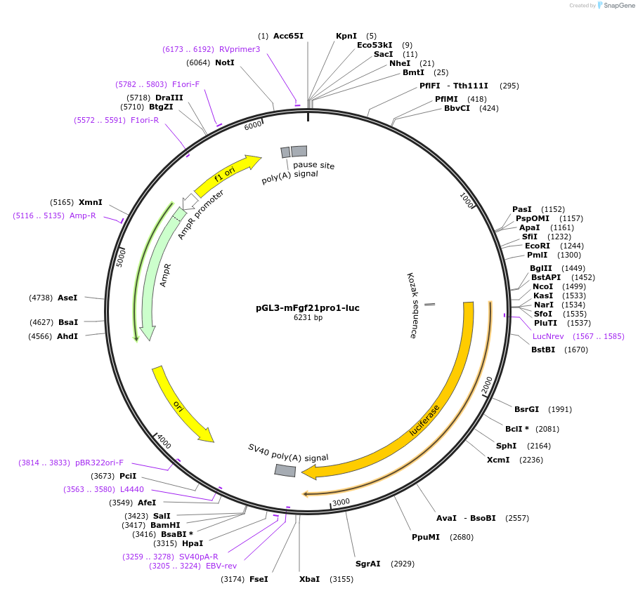 101797-plasmid-map-sequence-id-194150