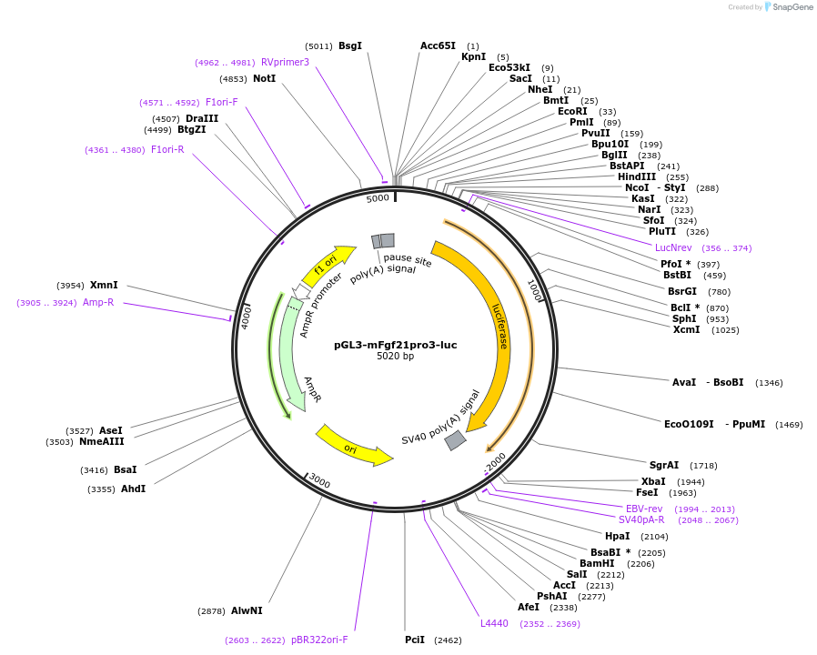 101799-plasmid-map-sequence-id-194152
