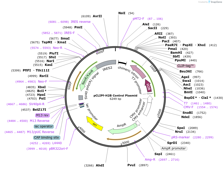 101134-plasmid-map-sequence-id-194159