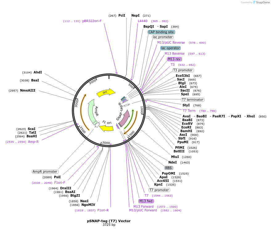 101137-plasmid-map-sequence-id-194162