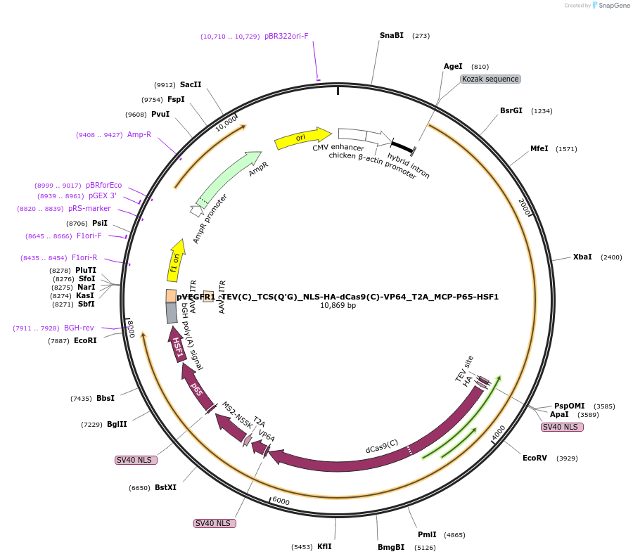 101103-plasmid-map-sequence-id-194171